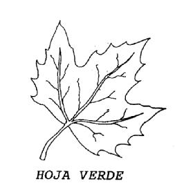 HOJA VERDE