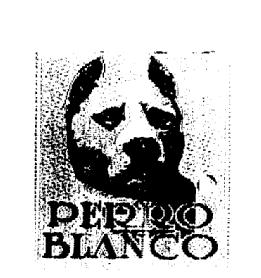 PERRO BLANCO
