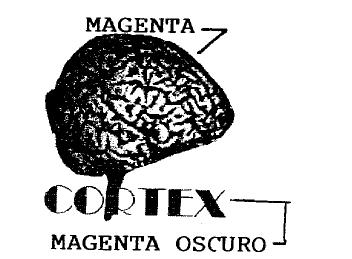 CORTEX