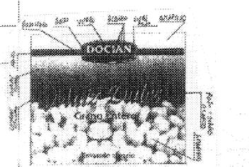 DOCIAN MAIZ DULCE GRANO ENTERO ENVASADO AL VACIO