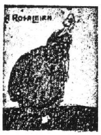 A ROSALEIRA