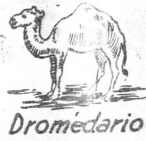 DROMEDARIO