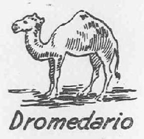 DROMEDARIO