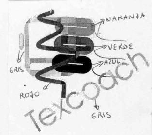 TEXCOACH