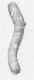 M2389250