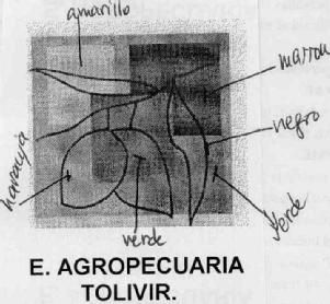 E.AGROPECUARIA TOLIVIR