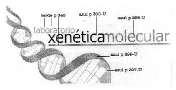 LABORATORIO XENETICAMOLECULAR