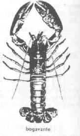 BOGAVANTE