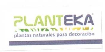 PLANTEKA PLANTAS NATURALES PARA DECORACION