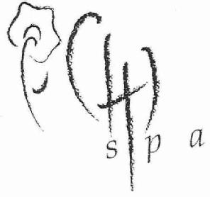CHI SPA