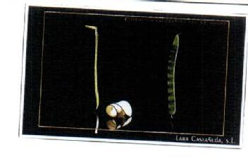 LARA CASTAÑEDA, S.L