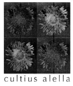 CULTIUS ALELLA