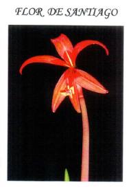 FLOR DE SANTIAGO