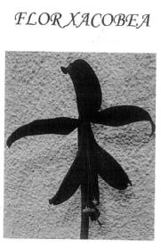 FLOR XACOBEA
