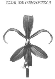FLOR DE COMPOSTELA