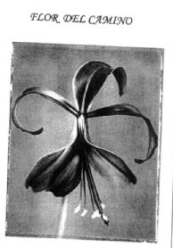 FLOR DEL CAMINO