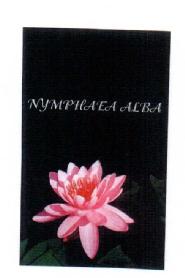 NYMPHAEA ALBA