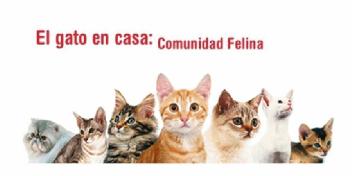 EL GATO EN CASA: COMUNIDAD FELINA