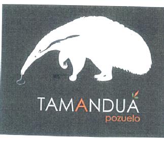 TAMANDUA POZUELO