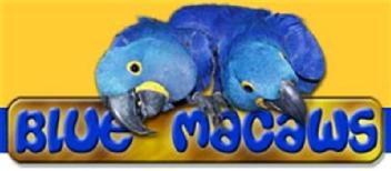 BLUE MACAWS