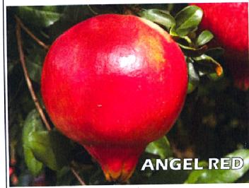 ANGEL RED