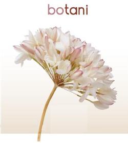 BOTANI