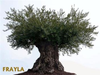 FRAYLA