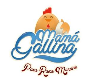 MAMA GALLINA PURA RAZA MARANS