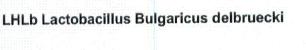LHLB LACTOBACILLUS BULGARICUS DELBRUECKI