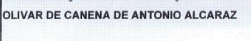 OLIVAR DE CANENA DE ANTONIO ALCARAZ