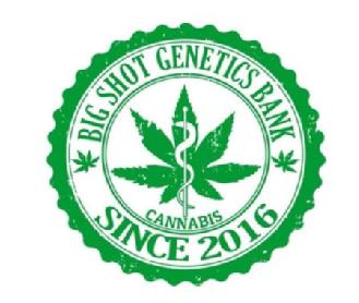 BIG SHOT GENETICS BANK CANNABIS SINCE 2016