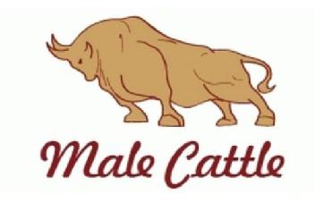 MALE CATTLE