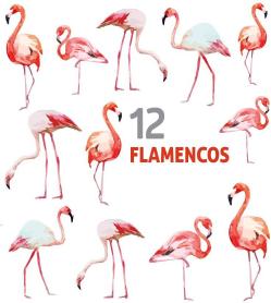 12 FLAMENCOS