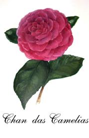 CHAN DAS CAMELIAS
