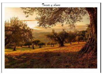 Tomar y olivar