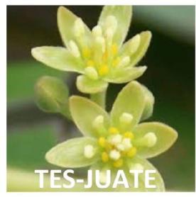 TES-JUATE