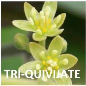 TRI-QUIVIJATE