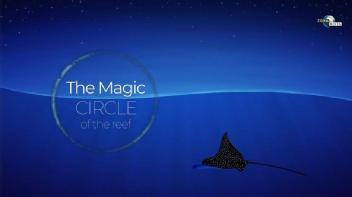 THE MAGIC CIRCLE OF THE REEF ZONA MIXTA