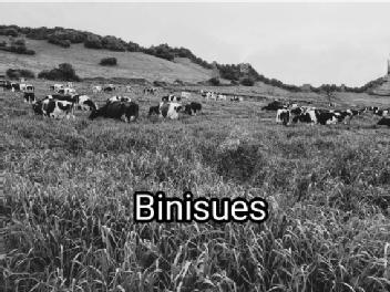 Binisues