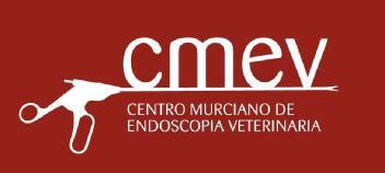CMEV CENTRO MURCIANO DE ENDOSCOPIA VETERINARIA
