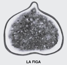 LA FIGA