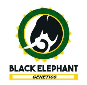 BLACK ELEPHANT GENETICS