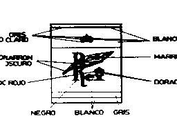 Imagen de REX