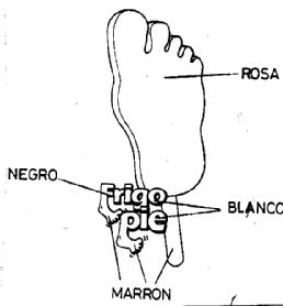 Imagen de FRIGO PIE