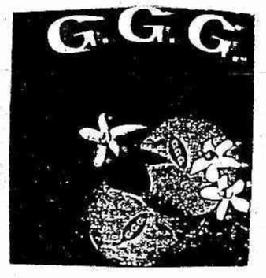 Imagen de G.G.G