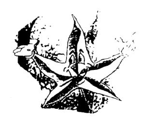 Imagen de M2145240