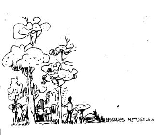 Imagen de BOSQUES NATURALES