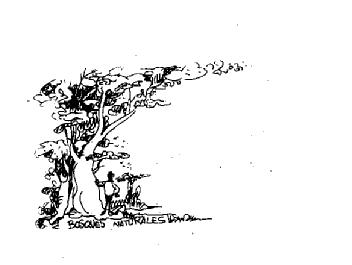 Imagen de BOSQUES NATURALES