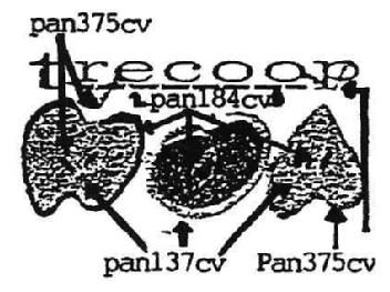 Imagen de TRECOOP
