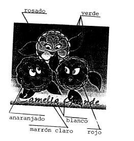 Imagen de CAMELIA GRANDE